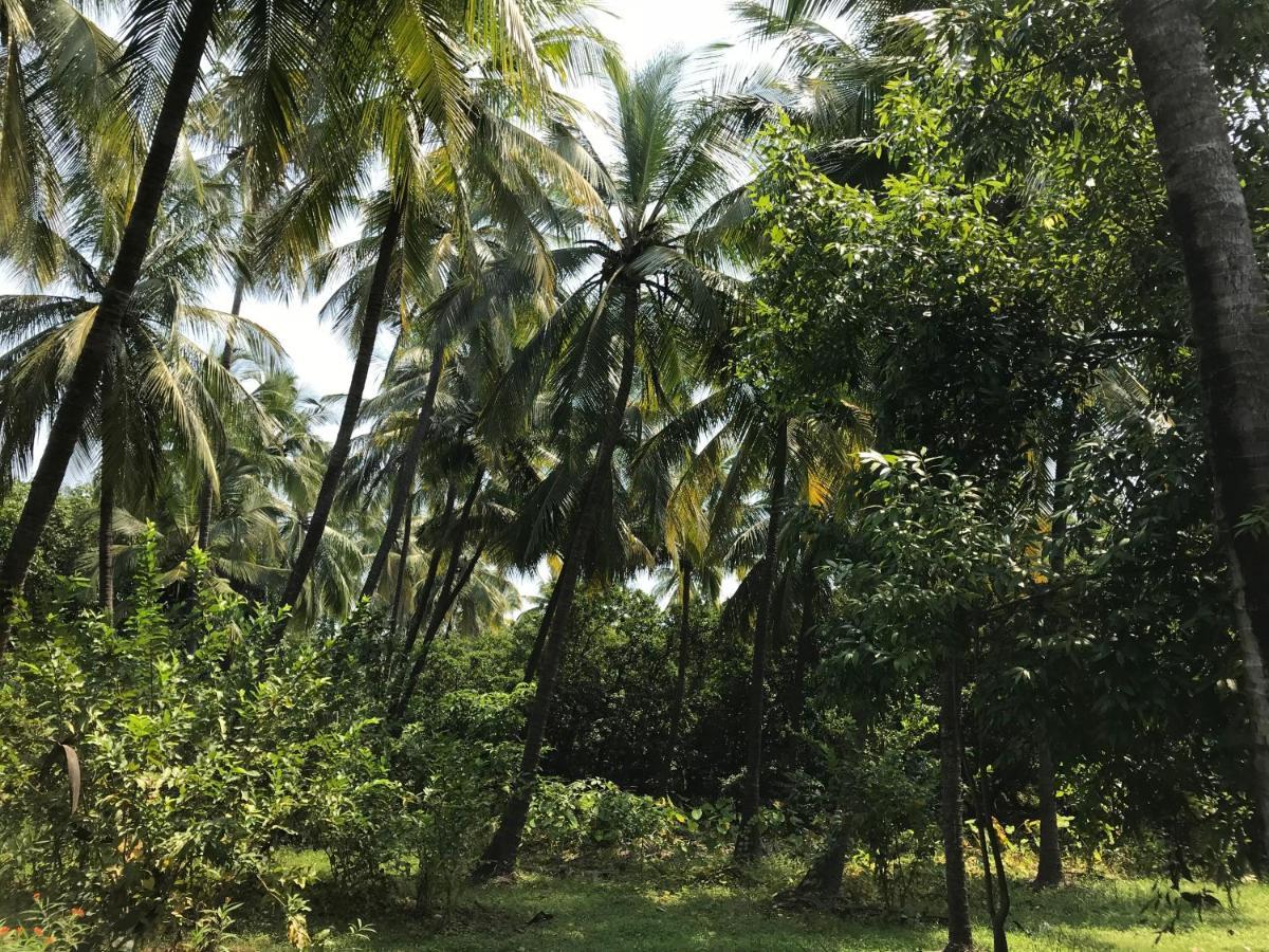 Zohra Baugh, A Green & Organic Farmhouse Stay With All Amenities Dahanu Exteriér fotografie