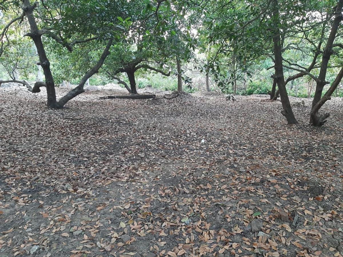 Zohra Baugh, A Green & Organic Farmhouse Stay With All Amenities Dahanu Exteriér fotografie